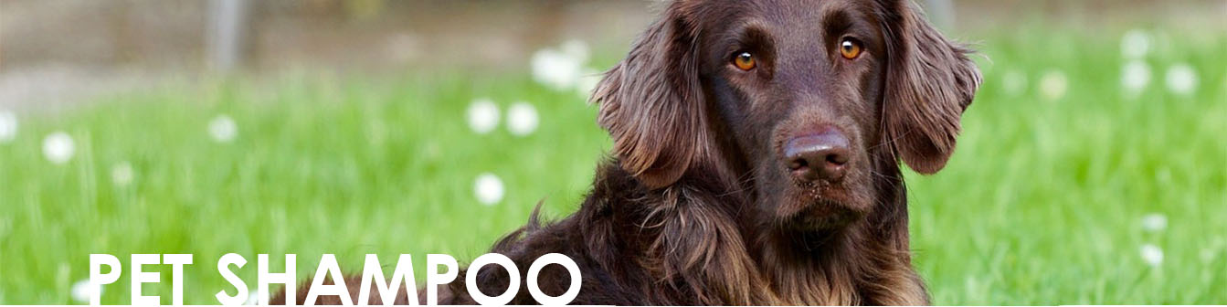 basics organic dog shampoo